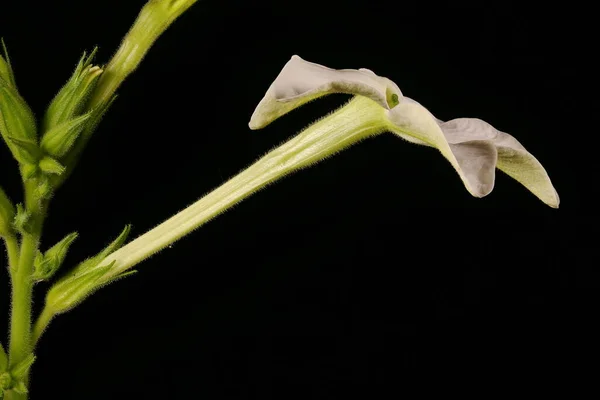 Sweet Tobacco Nicotiana Alata Flower Closeup — Stock Photo, Image