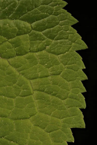 Çivili Rampion (Phyteuma spicatum). Yaprak Ayrıntısı Kapatma
