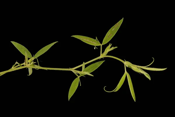 Meadow Vetchling Lathyrus Prfissis Вегетативная Стрельба Крупным Планом — стоковое фото