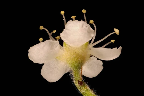 Rowan Sorbus Aucuparia Flower Closeup — Stock Photo, Image