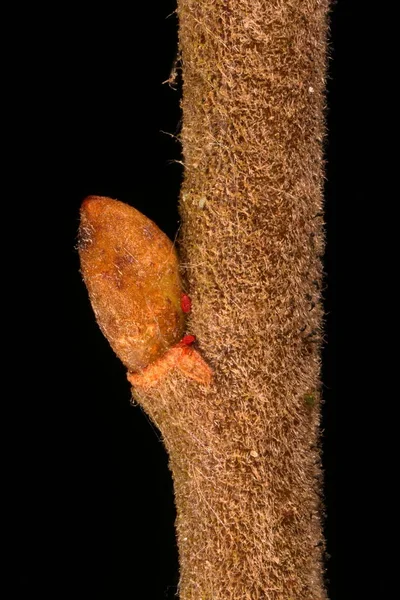 Gri Söğüt (Salix cinerea). Dal ve Bud Yakın Çekim
