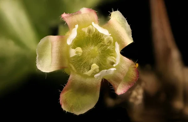 Agrest Ribes Uva Crispa Kwiat Zbliżenie — Zdjęcie stockowe