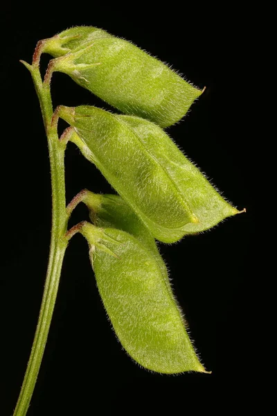 Τριχωτή Τάρτα Vicia Hirsuta Κοντινό Πλάνο Νεαρών Φρούτων — Φωτογραφία Αρχείου