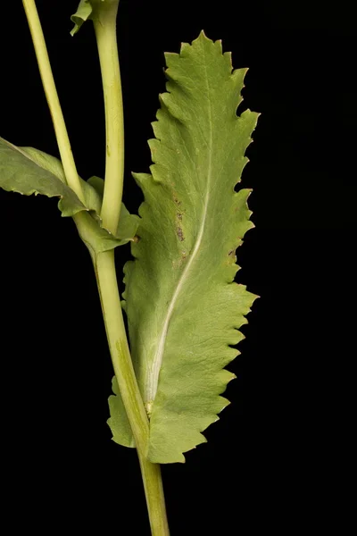 Опіумний Мак Papaver Somniferum Лист Крупним Планом — стокове фото