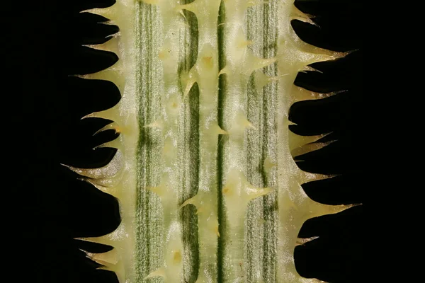 Wild Teasel (Dipsacus fullonum). Kök Yakın Çekim