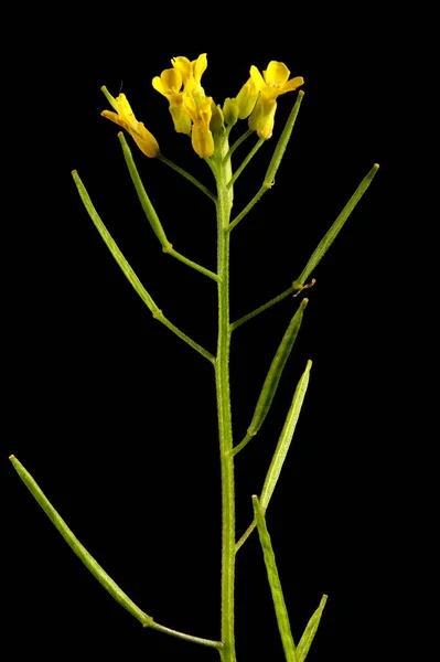 Treacle Mustard Erysimum Cheiranthoides Infiorescenza Primo Piano — Foto Stock