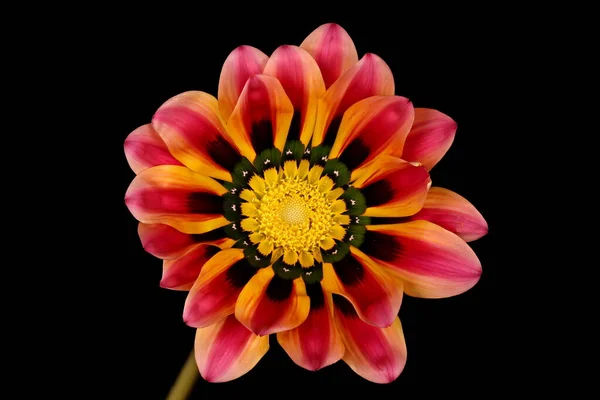 Treasure Flower Gazania Rigens Capitulum Floreciente Primer Plano — Foto de Stock