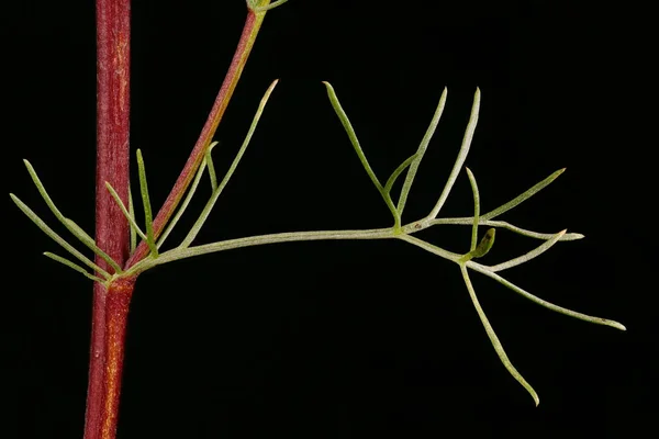 Szabadföldi Üröm Artemisia Campestris Levél Közelkép — Stock Fotó