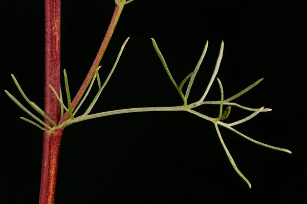 Campo Ajenjo Artemisia Campestris Primeros Planos Hoja — Foto de Stock