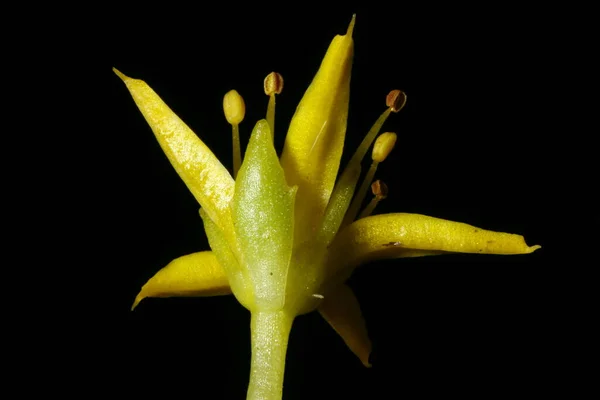 Kamçatka Taşrop Sedum Kamtschaticum Çiçek Kapanışı — Stok fotoğraf