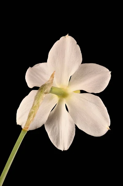 Primrose Peerless Narcissus Medioluteus Blomma Närbild — Stockfoto