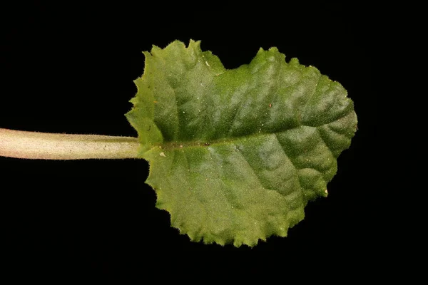 Primrose Primula Vulgaris Closeup Folha — Fotografia de Stock