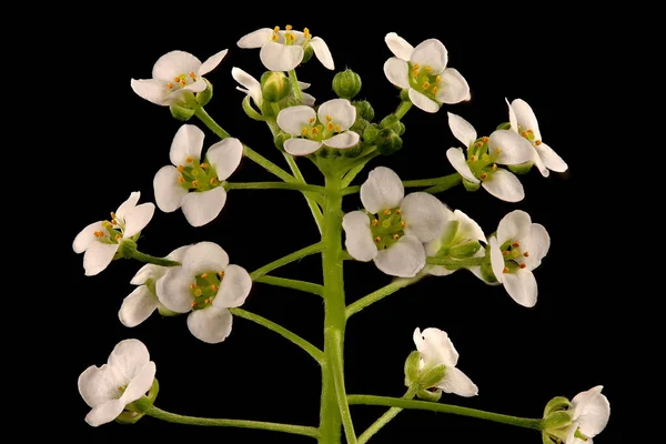 Tatlı Alison (Lobularia maritima). Enfeksiyon. Yakın çekim.