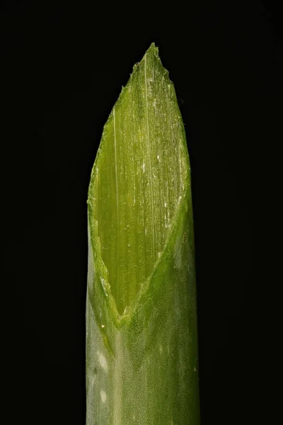 Cebola Allium Cepa Secção Transversal Das Folhas — Fotografia de Stock