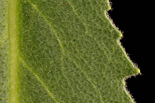 Dame & apos; 'dan Violet (Hesperis matronalis). Yaprak Ayrıntısı Kapatma