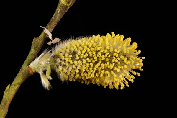 Keçi Söğüdü (Salix caprea). Erkek Enfeksiyonu Yakın plan