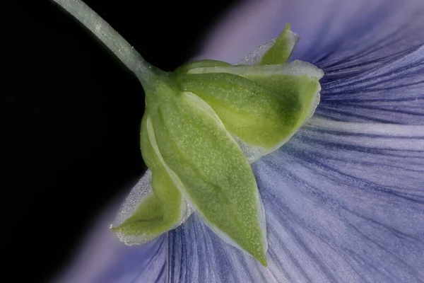 Len Wieloletni Linum Perenne Calyx Zbliżenie — Zdjęcie stockowe