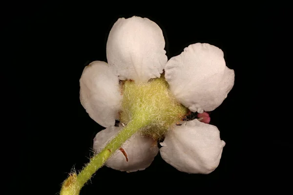 Mitschurin Apos Chokeberry Aronia Mitschurinii Primo Piano Fiore — Foto Stock