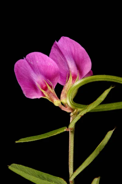Narrow Leaved Vicia Angustifolia 꽃봉오리 — 스톡 사진
