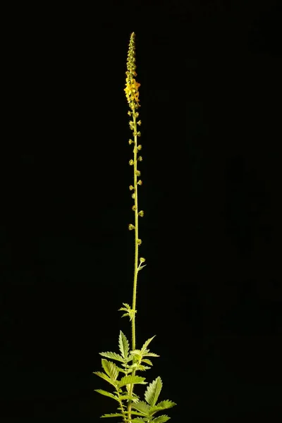 Agromonia Agrimonia Eupatoria Hábito Geral — Fotografia de Stock