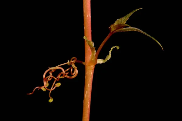 Virginia Creeper Parthenocissus Quinquefolia Stem Och Senor Närbild — Stockfoto