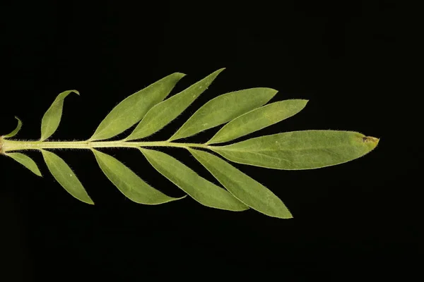 Kidney Vetch Anthyllis Vulneraria Leaf Closeup — Stock Photo, Image