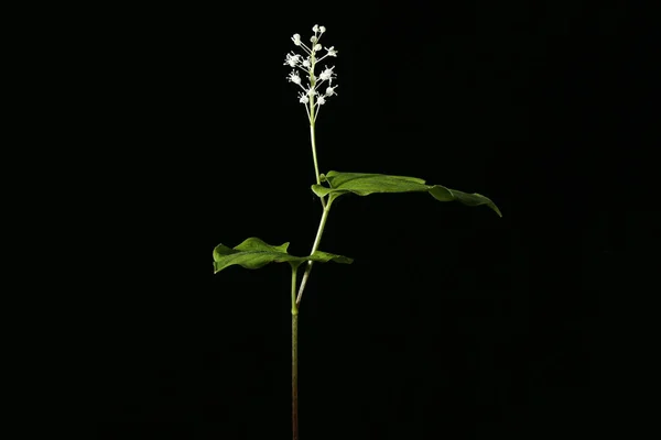 May Lily Maianthemum Bifolium Hábitos — Fotografia de Stock