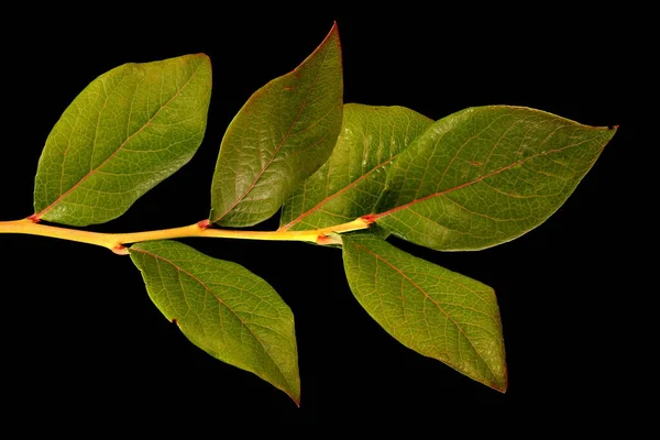 Blueberry Alta Bush Vaccinium Corymbosum Vegetative Shoot Closeup — Fotografia de Stock