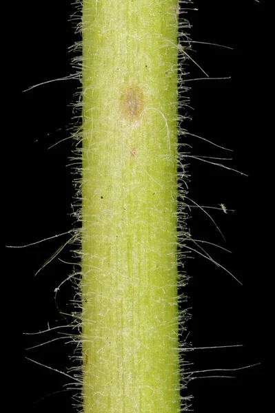 Great Willowhere (Epilobium hirsutum). Kök Yakın Çekim