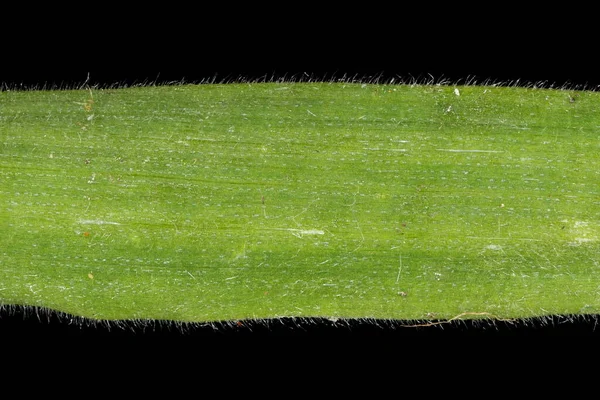 Hare & apos; 's Tail (Lagurus ovatus). Yaprak Ayrıntısı Kapatma