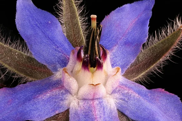 Borage (Borago officinalis). Pistil ve Stamens Kapanış