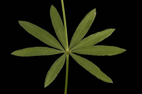 Intermediate Bedstraw Galium Intermedium Leaf Closeup — Stock Photo, Image