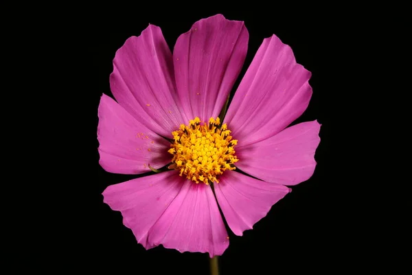 Aster Messicano Cosmos Bipinnatus Campidoglio Primo Piano — Foto Stock