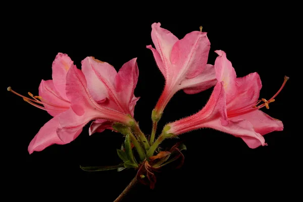 杂交杜鹃 Rhododendron Hybridum Quot Jolie Madame Quot 盛开的衣服 — 图库照片