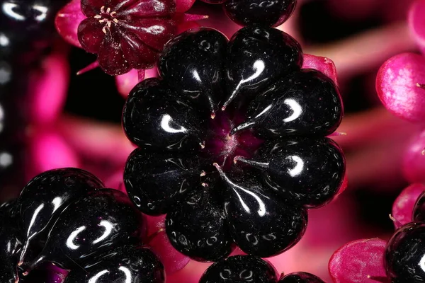 Indian Pokeweed Phytolacca Acinosa Ovoce Closeup — Stock fotografie