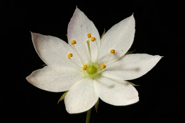 Chickweed Wintergreen Trientalis Europaea Primer Plano Flor — Foto de Stock