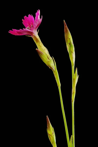 Maiden Pink Dianthus Deltoides Inflorescencia Primer Plano —  Fotos de Stock