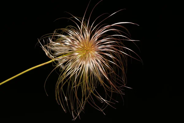 Clematis Pomerančovou Slupkou Clematis Tangutica Ovoce Closeup — Stock fotografie