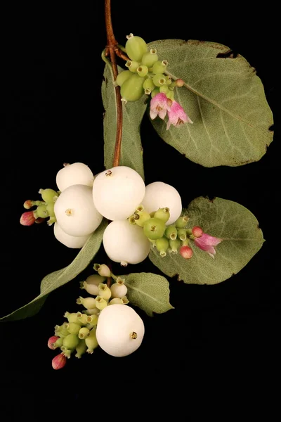 Snowberry Symphoricarpos Albus Detailní Záběr Infructescence — Stock fotografie