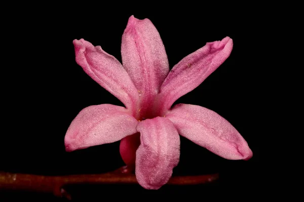 Giacinto Hyacinthus Orientalis Primo Piano Fiore — Foto Stock