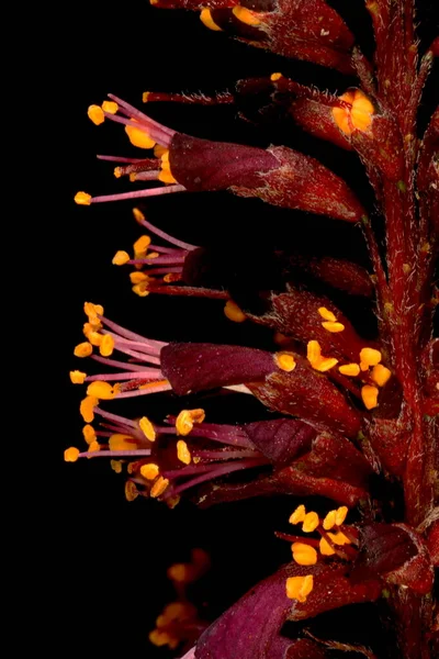 Desert False Indigo Amorpha Fruticosa Λεπτομέρεια Αφαλάτωσης Κλείσιμο — Φωτογραφία Αρχείου