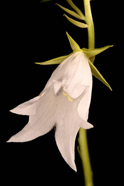 Fiordaliso Gigante Campanula Latifolia Primo Piano Fiore — Foto Stock