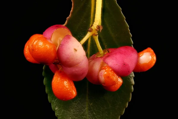 Fortune Apos Spindle Euonymus Fortunei Bloeiwijze Closeup — Stockfoto