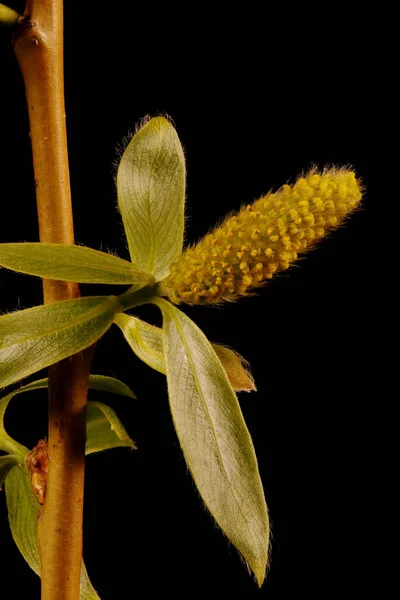 Белая Ива Salix Alba Мужская Инфлоресценция Крупным Планом — стоковое фото