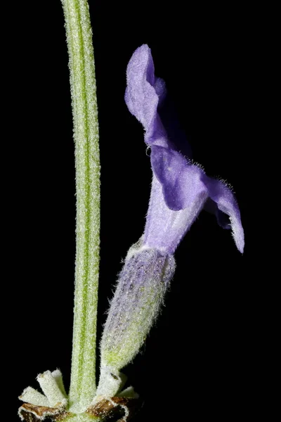 Englisch Lavender Lavandula Angustifolia Blume Nahaufnahme — Stockfoto
