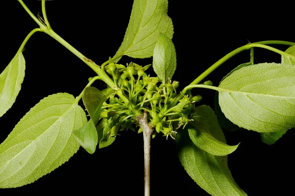 Buckthorn Rhamnus Cathartica Inflorescência Closeup — Fotografia de Stock