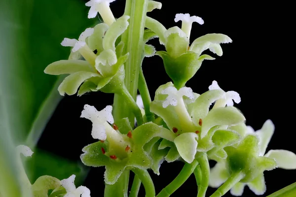 Asa Vine (Celastrus orbiculatus). Inflorescene Yakın Çekim