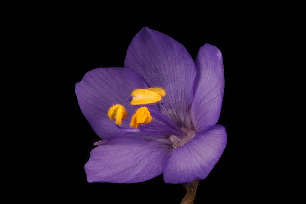 ヤコブ Ladder Polemonium Caeruleum 花の閉まり — ストック写真