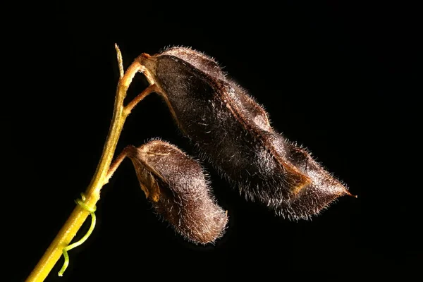 Hairy Tare Vicia Hirsuta Nahaufnahme Von Reifen Früchten — Stockfoto