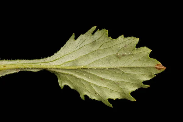 Китайський Астер Callistephus Chinensis Закрийте Листя — стокове фото